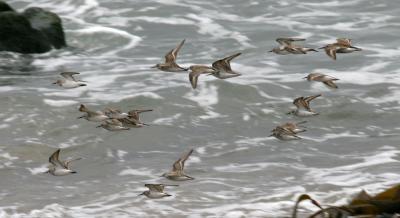Dunlin and Western Sandpipers