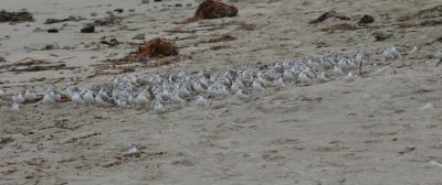 Sanderlings