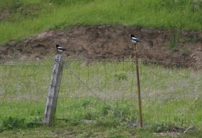 Yellow-billed Magpies