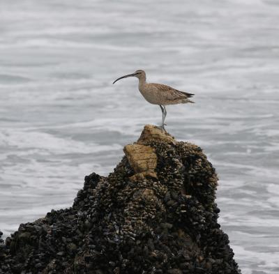 Whimbrel