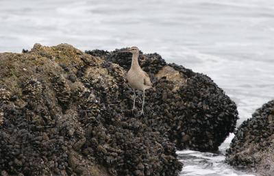 Whimbrel