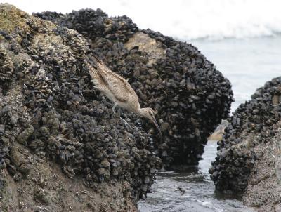 Whimbrel