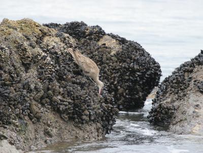 Whimbrel