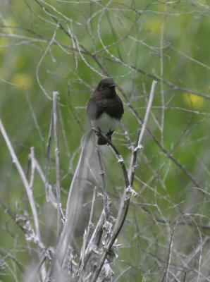 Black Phoebe