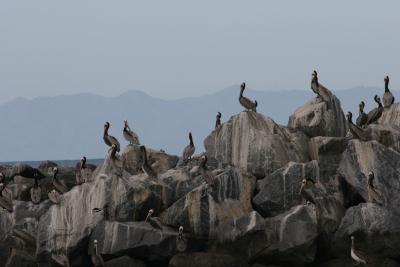 Brown Pelicans