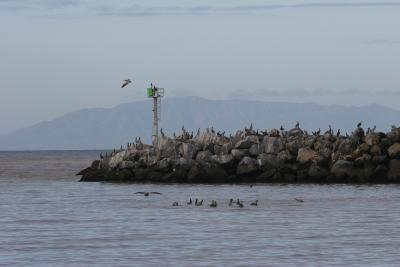 Brown Pelicans