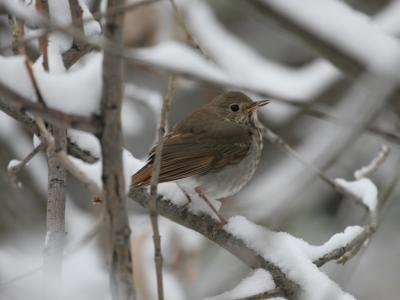 Hermit Thrush