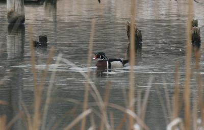 Wood Duck