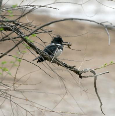 Belted Kingfisher