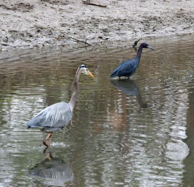 Great and Little Blue Herons