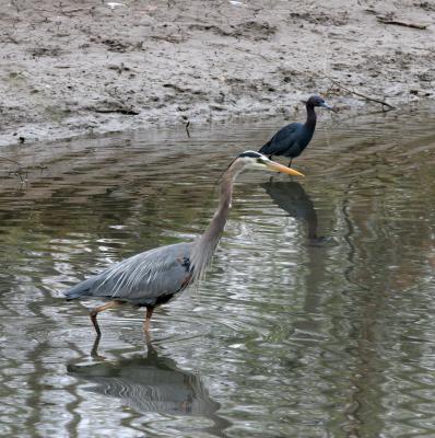 Great and Little Blue Herons