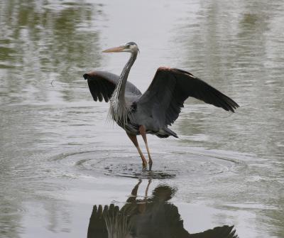 Great Blue Heron