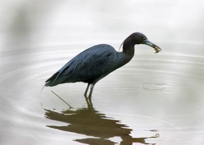 Little Blue Heron