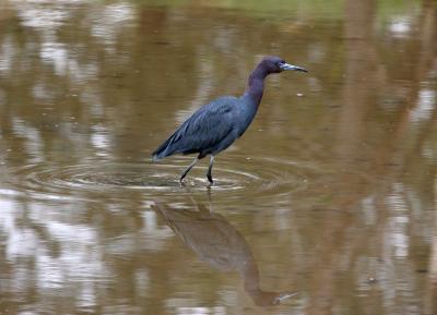 Little Blue Heron