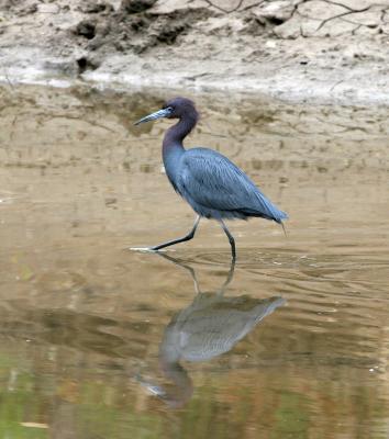 Little Blue Heron