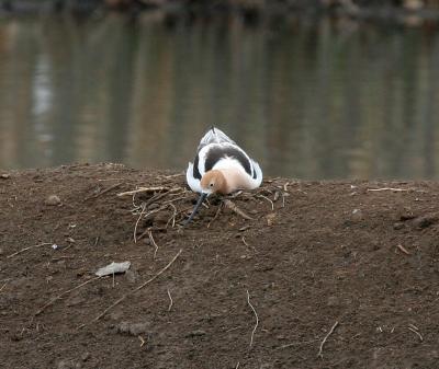 American Avocet