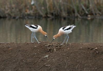 American Avocets