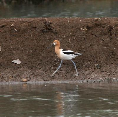 American Avocet