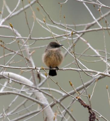 Say's Phoebe