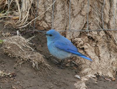 Mountain Bluebird