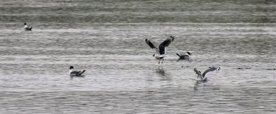 Franklin's Gulls