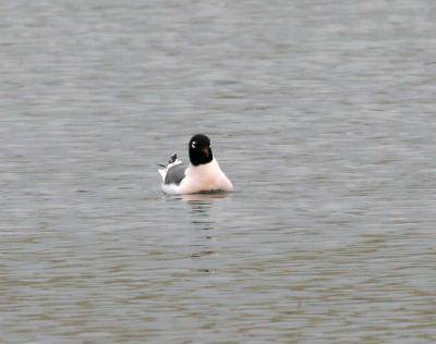 Franklin's Gull