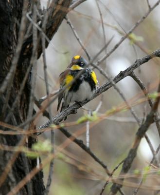 Yellow-rumped Warbler