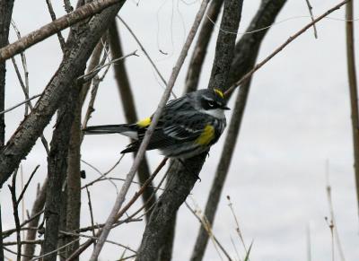 Yellow-rumped Warbler