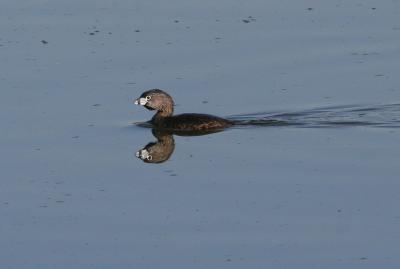 Pied-billed Grebe