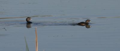 Pied-billed Grebe pair