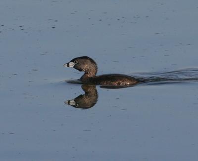 Pied-billed Grebe
