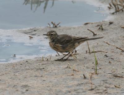 American Pipit
