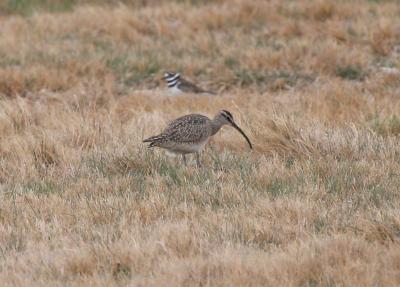 Whimbrel