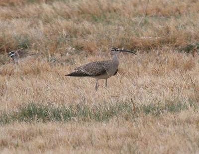 Whimbrel