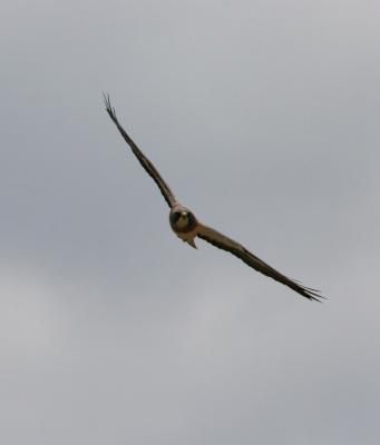 Swainson's Hawk