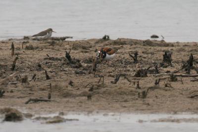 Ruddy Turnstone