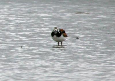 Ruddy Turnstone