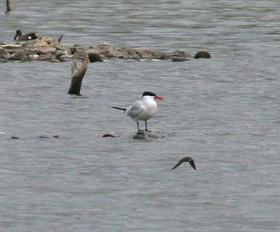 Caspian Tern