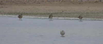 Whimbrels
