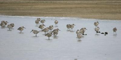 Willets