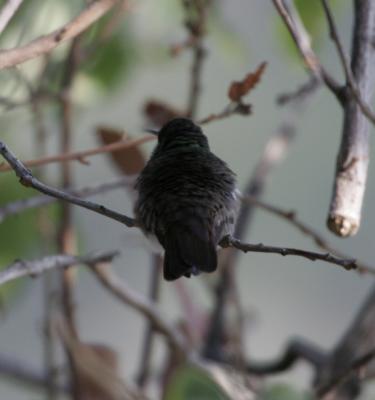 Berylline Hummingbird #11
