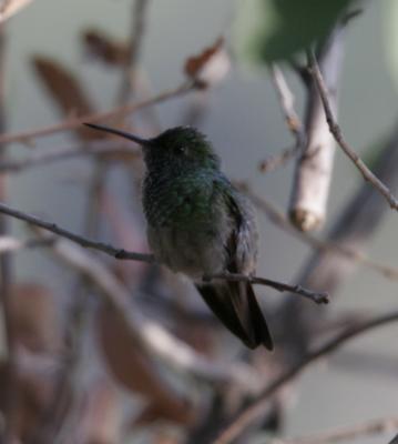 Berylline Hummingbird #8