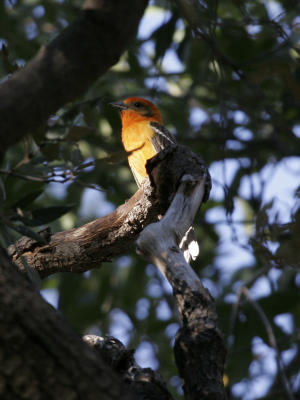 Flame-colored Tanager