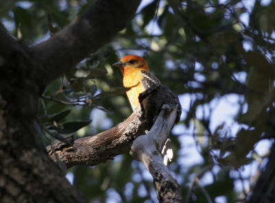 Flame-colored Tanager