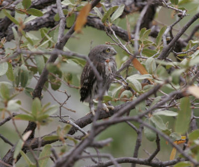 Northern Pygmy-Owl (flegling)