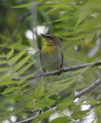 Rufous-capped Warbler