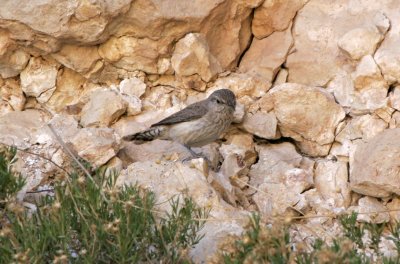 Rock Wren