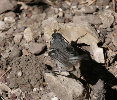 Black-throated Gray Warbler with meal