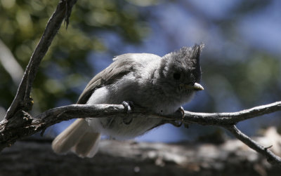 Juniper Titmouse