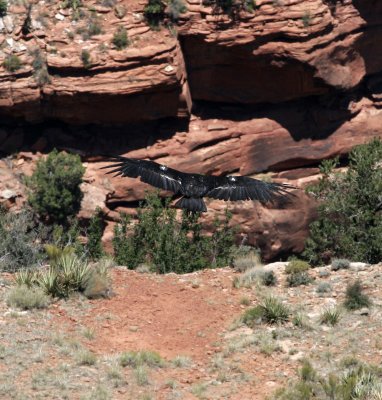 California Condor